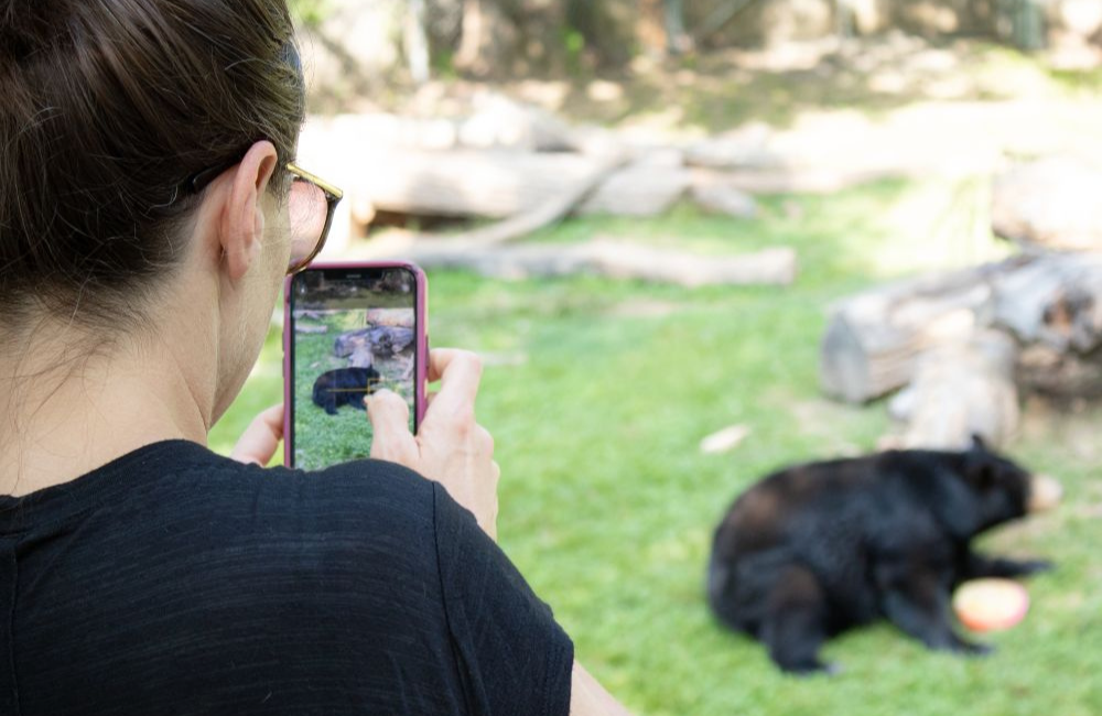 woman photographing a bear at the WNC Nature Center in Asheville